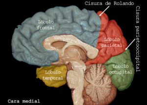 lobulo frontal